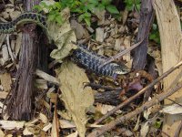 snake (4).JPG