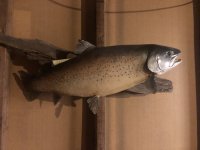 IMG_2704.jpeg