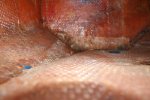 IMG_3231.jpg