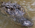 gator.jpg