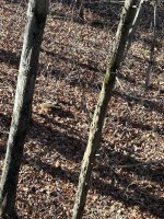 IMG_5377.jpeg