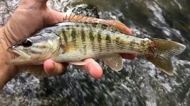 Bartrams-Bass.jpg