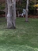 IMG_1018.jpeg