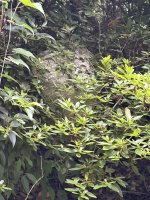 IMG_8365.jpeg