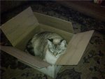 codybox1.jpg