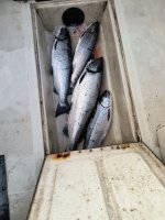 9-2026 coho.jpg