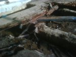 IMG00027-20100406-1820.jpg