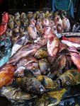 Fish Trip 09.jpg