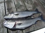 stripers.jpg