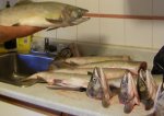 female pink salmon, Sunday.jpg