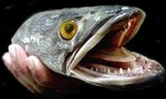 northern_snakehead_fish (Medium).jpg