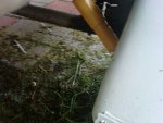 IMG00017-20100612-1334.jpg
