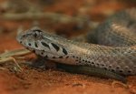 Acanthophis_antarcticus.jpg