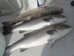 todays fish 003.jpg