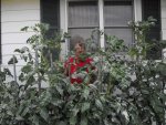 7 Week Old Maters 001 (640x480).jpg