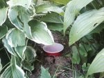 hosta damage.jpg