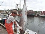 BLUEFIN 003.jpg
