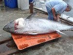 BLUEFIN 001.jpg