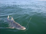 Leopard Shark Port San Luis.jpg