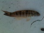 unknown fish.jpg