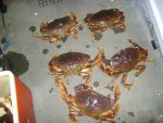 DSC00223.JPG