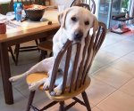 Bear in Chair compressed.JPG