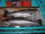 jazz fish box.jpg