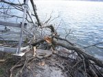 Ice Damage 003_e-mail.jpg