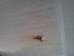 IMG_20110408_155046.jpg