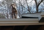 dogs.jpg