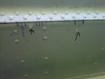 IMG00095-20110702-1820.jpg