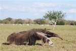 thumbnail.aspx  anteater.jpeg