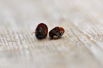roach-egg-web_4727.jpg