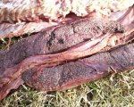 IMG_0203.jpg