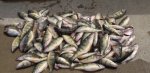 perch 8-29-11.jpg