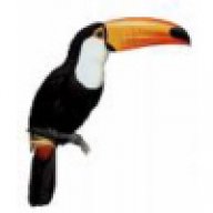 Toucan