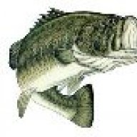 BassnKY