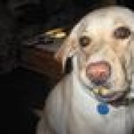 Gun Dog