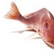 RojoSnapper