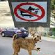 updog