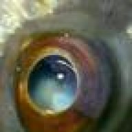 Glastron cutty