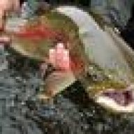 AKTrout