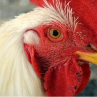 Roosterlips