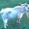 olenavygoat