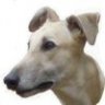 Bama Hound