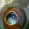 Glastron cutty