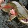 AKTrout