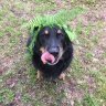 DuffeyDog