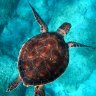 ThunderTurtle