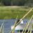 lac8362